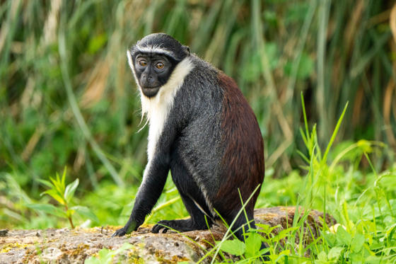 Roloway Monkey 4