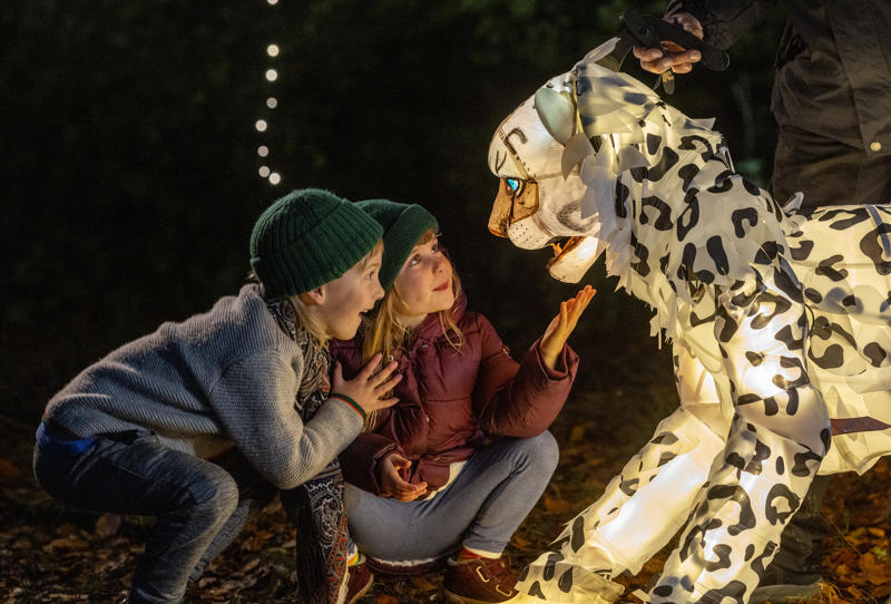Snow Leopard Puppet, Lanterns And Light 2024 (28)