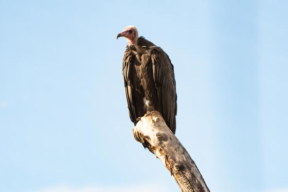 Hooded Vulture New Pair 2026 13