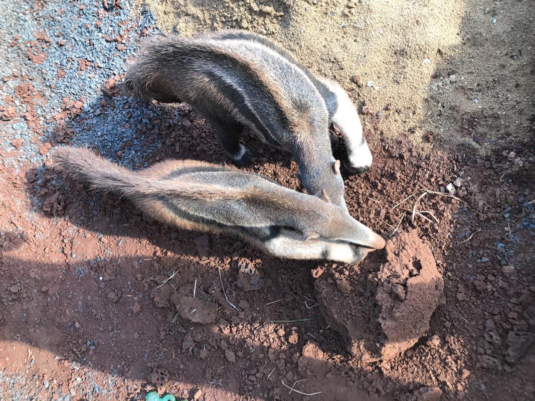 Two anteaters at a rebab centre slurping up ants.
