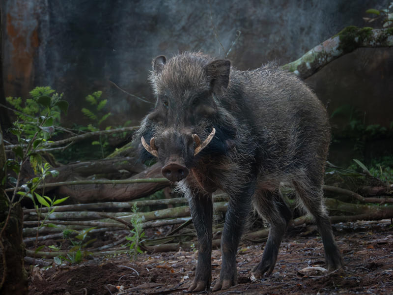 An adult Javan warty pig in a habitat in Chikananga. He has big tusks