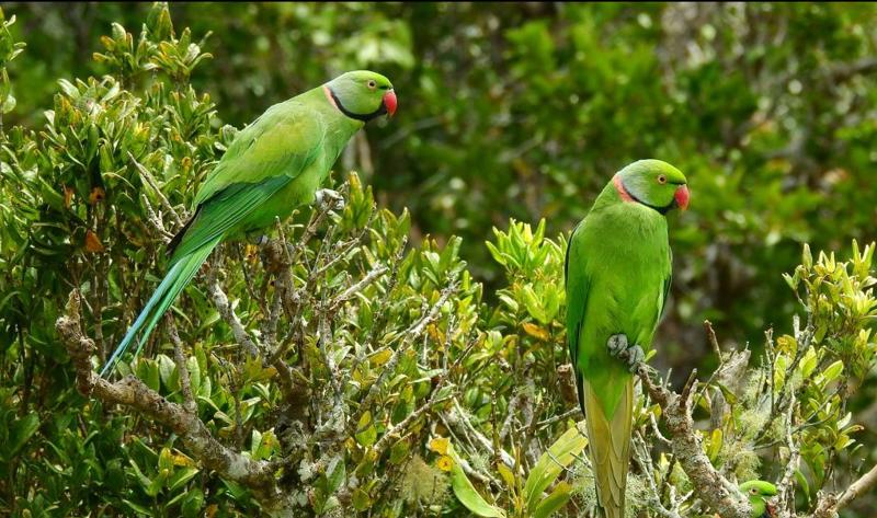 Echo Parakeet 3 E1613152888945