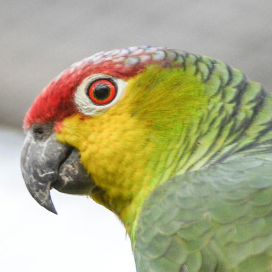 Ecuador Amazon Parrot 3