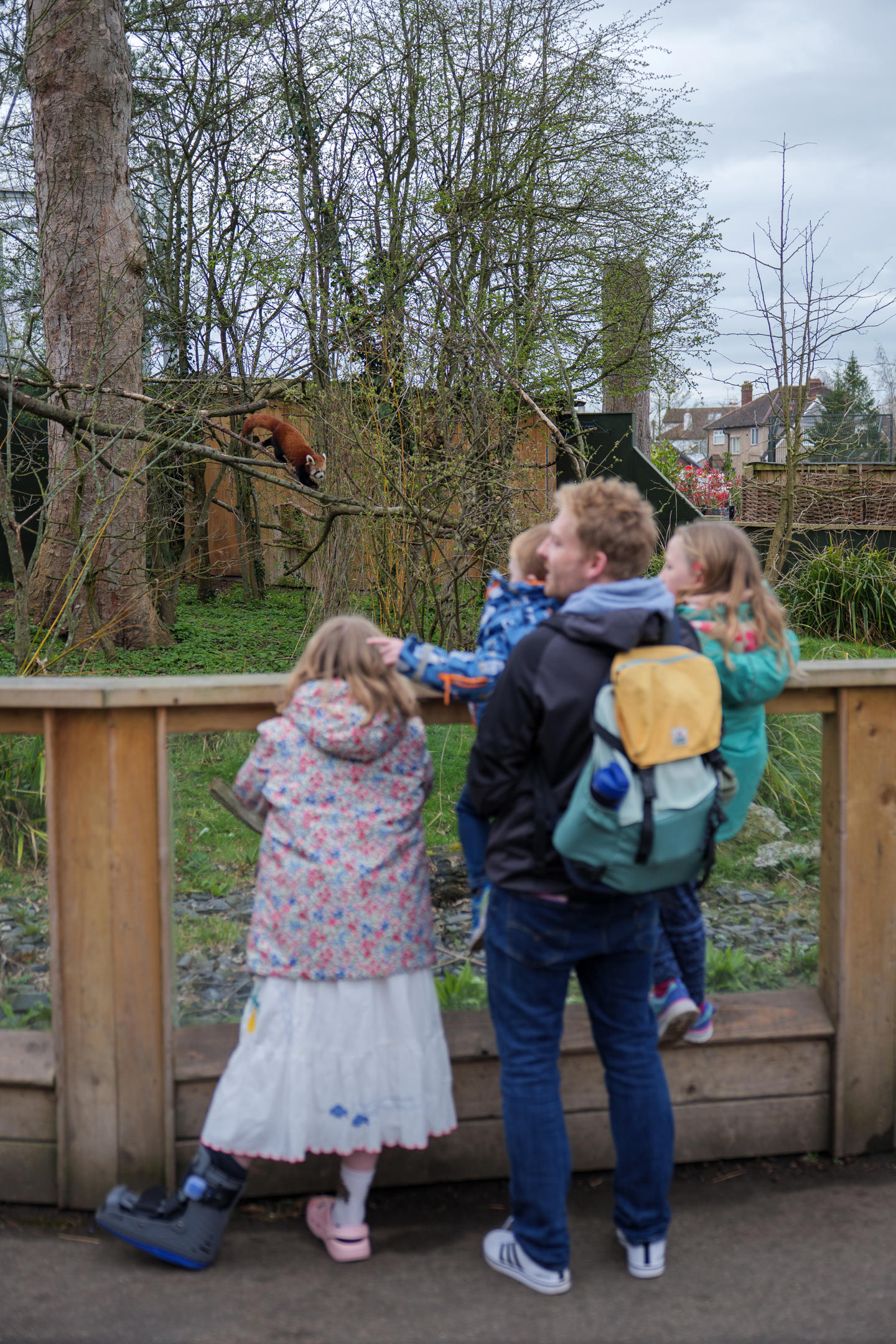 Dad And Children At Red Panda Habitat