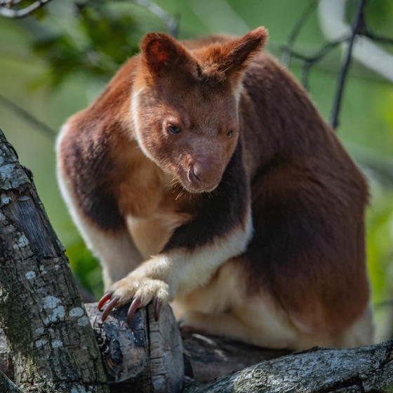 Tree Kangaroo 3