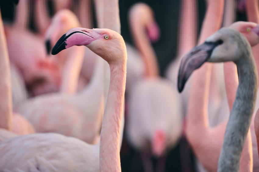 Greater Flamingo 013
