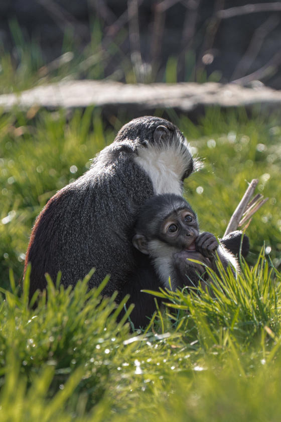 Roloway Monkey Becomes A Mother After Recovering From Pioneering Surgery Lagertha And Masaya 1