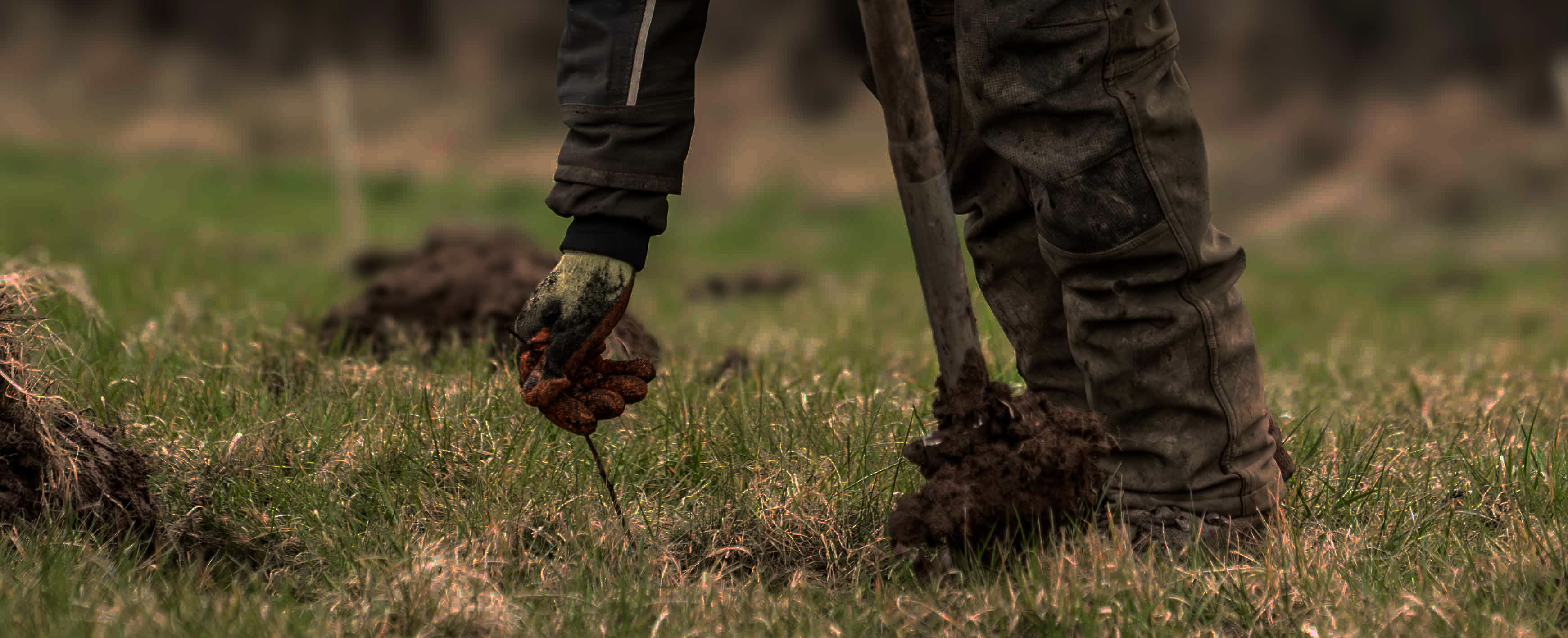 Tree Planting Banner Pic