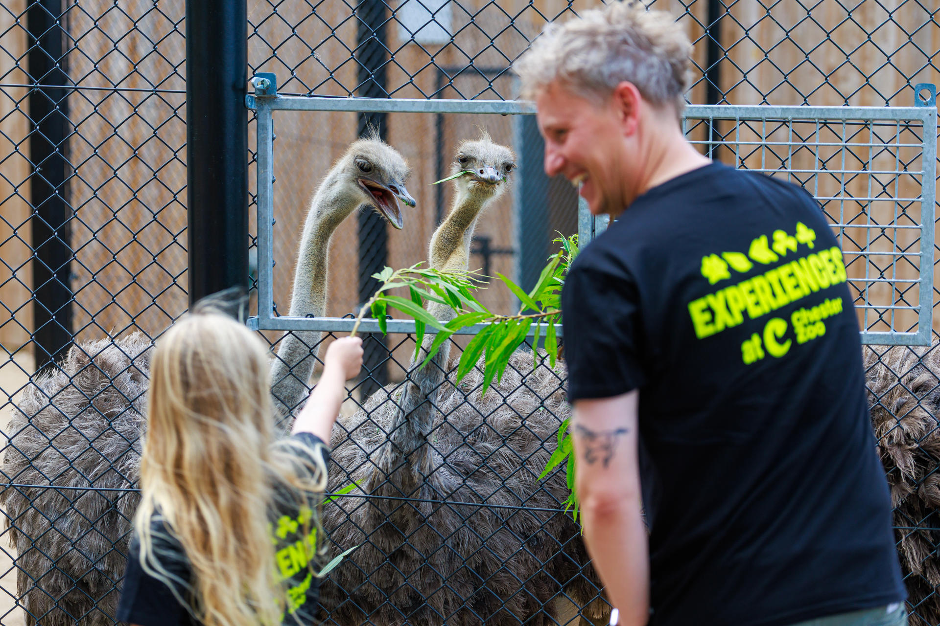 Ostrich Experience 2