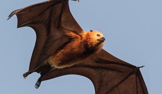 Fruit Bat