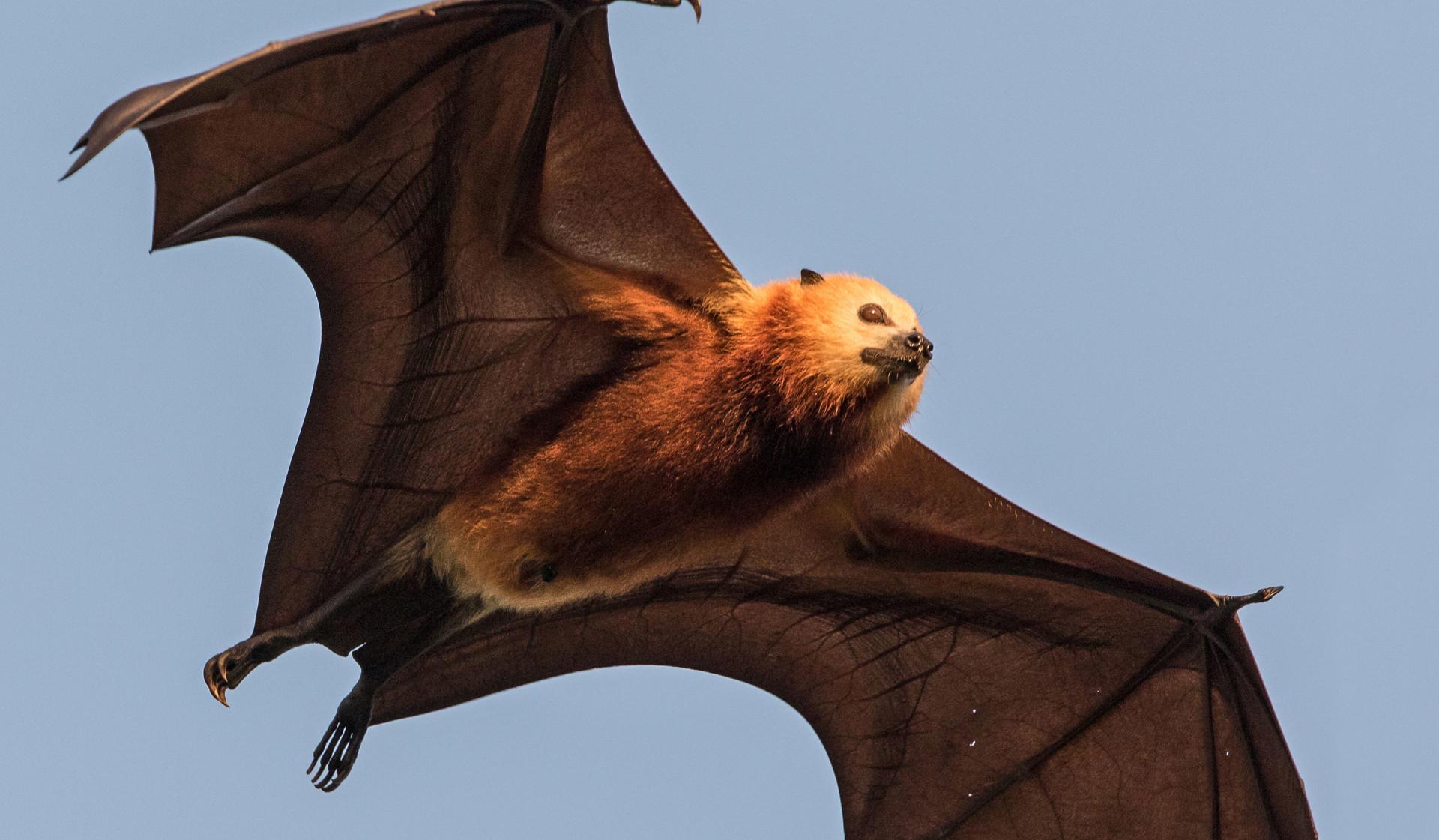 Fruit Bat