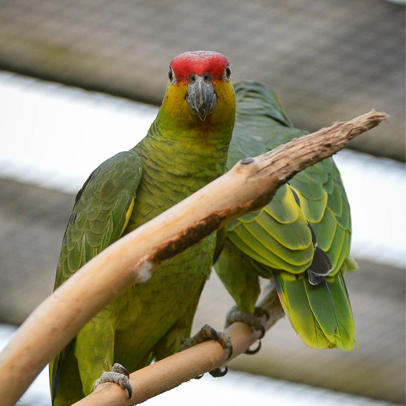 Ecuador Amazon parrot at Chester Zoo