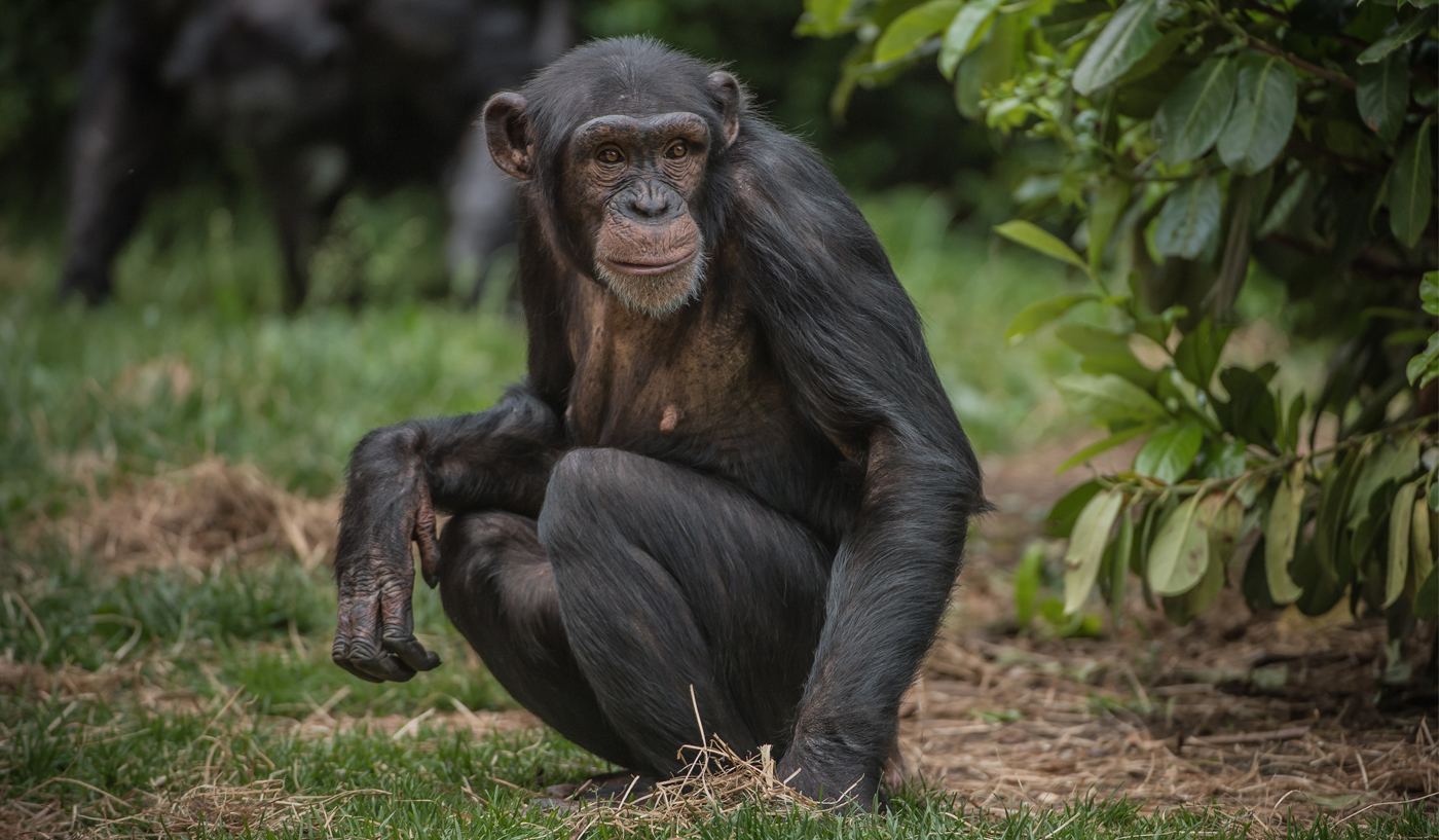 Chimpanzee In The Zoo