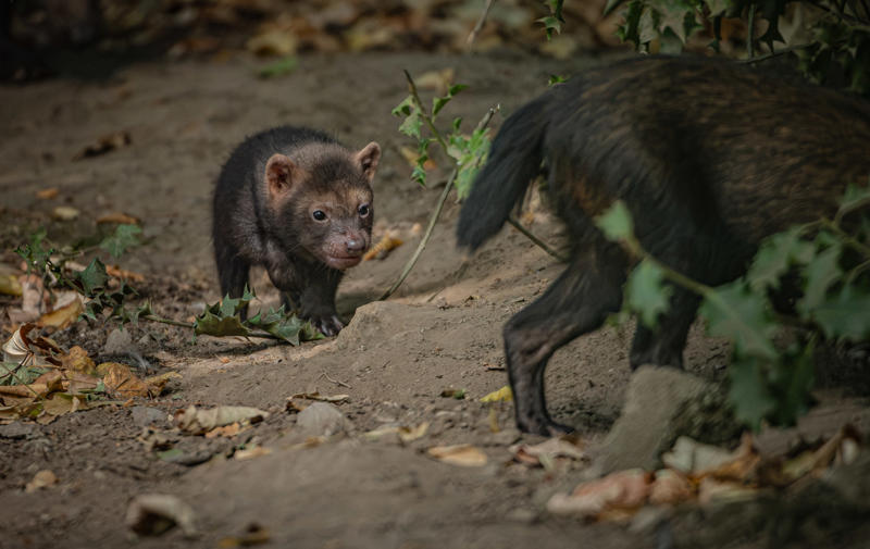 UK’S Only Bush Dog Pups Emerge From Den At Chester Zoo 8