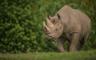 Black Rhino At Chester Zoo
