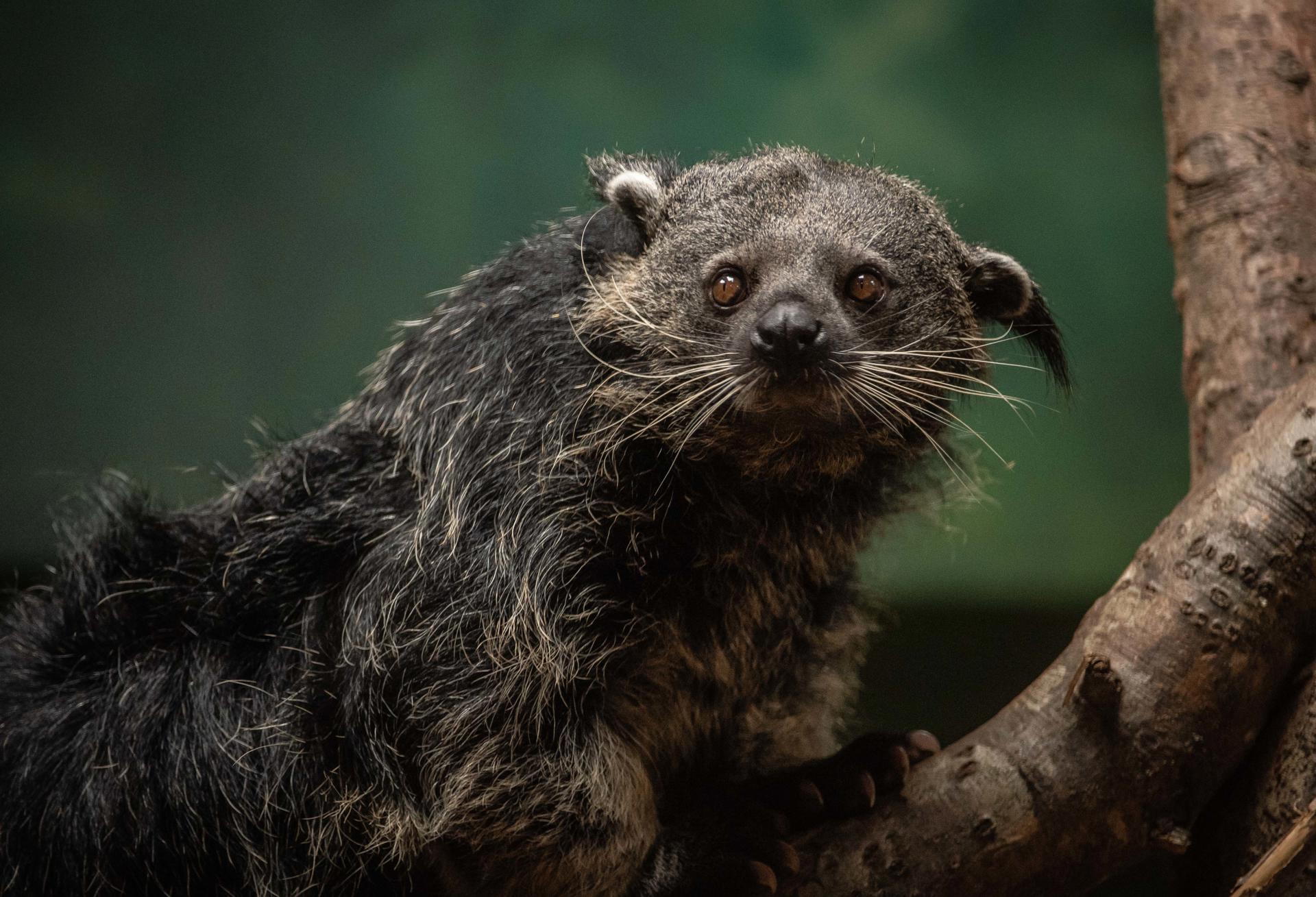 A large, brown binturong with long whiskers climbs a tree.