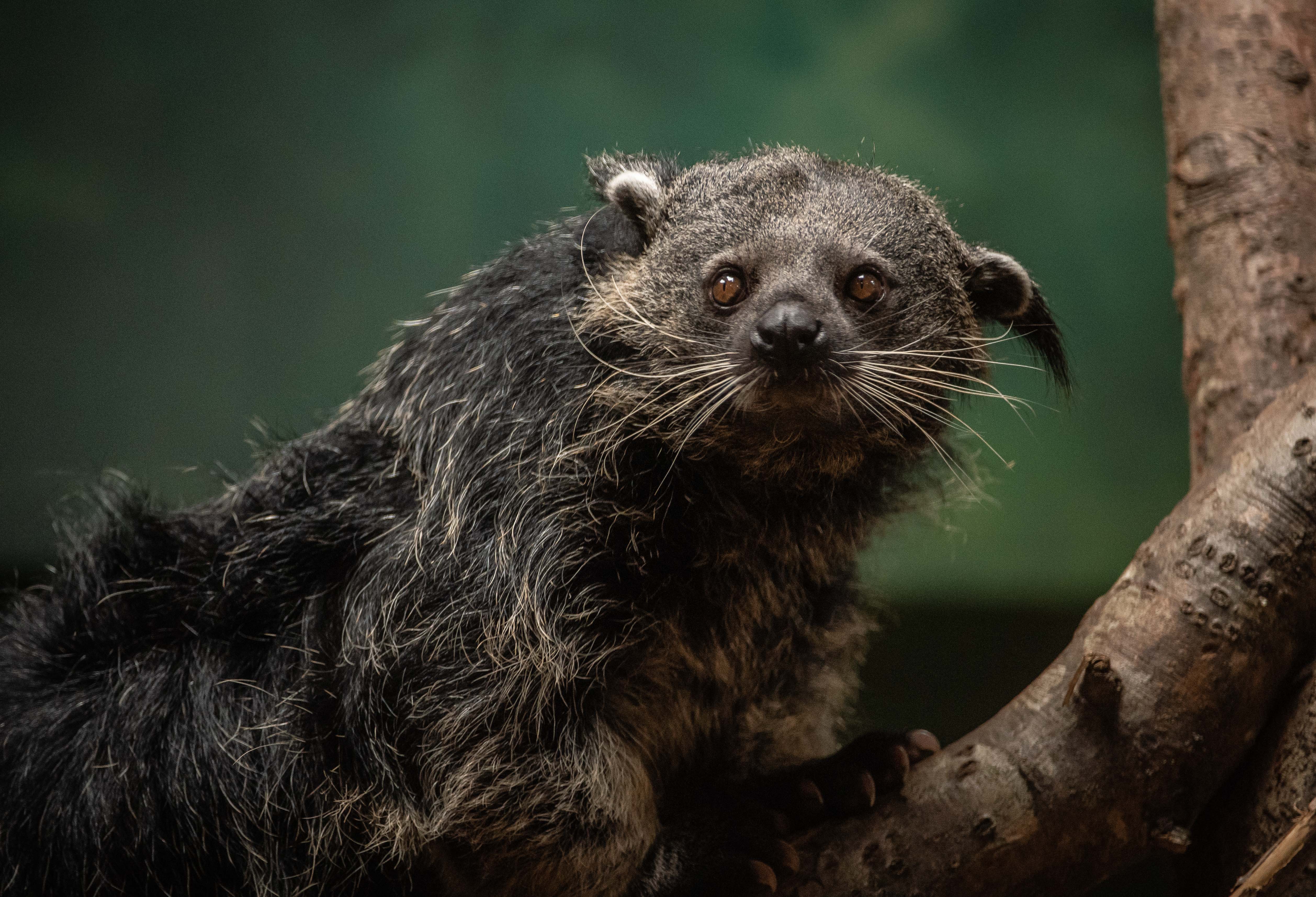 A large, brown binturong with long whiskers climbs a tree.