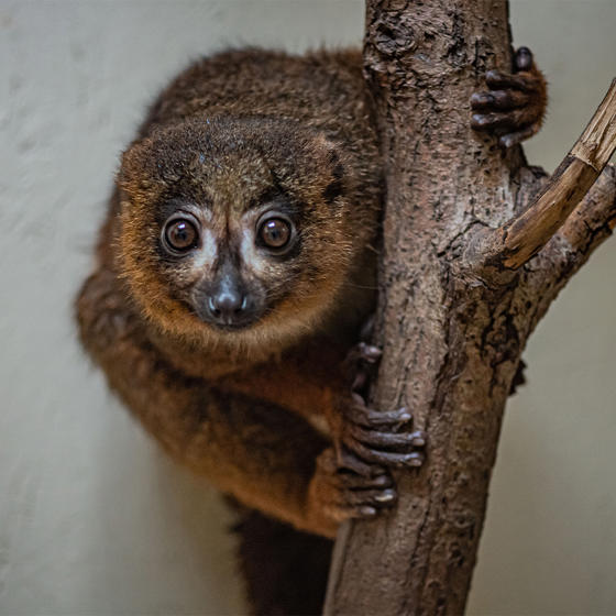 Red-bellied lemur at Chester Zoo
