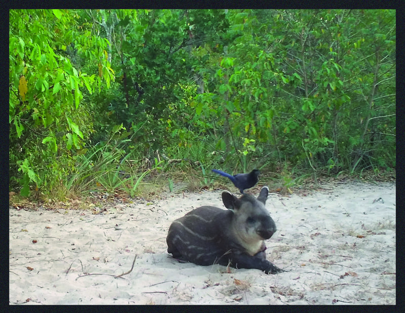 Tapir From LTCI Camera Traps (1)