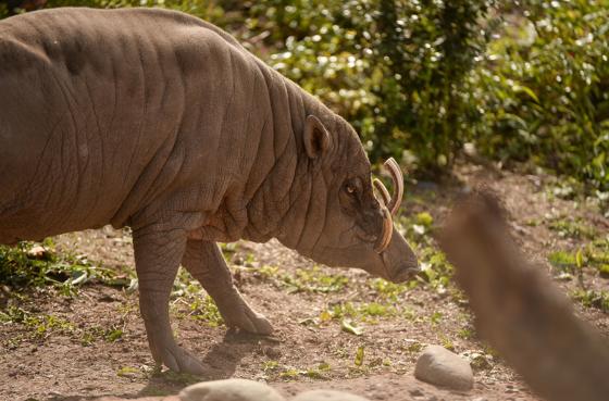 Babirusa 4