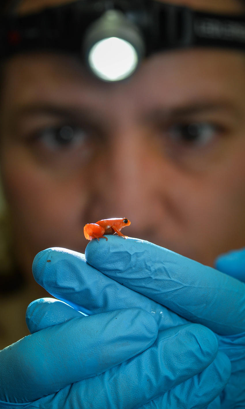 Golden Mantella Frog At Chester Zoo (6)