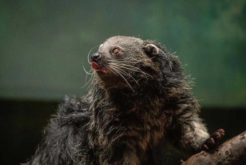 A large, brown binturong with long whiskers and a pink tongue sits on a branch.