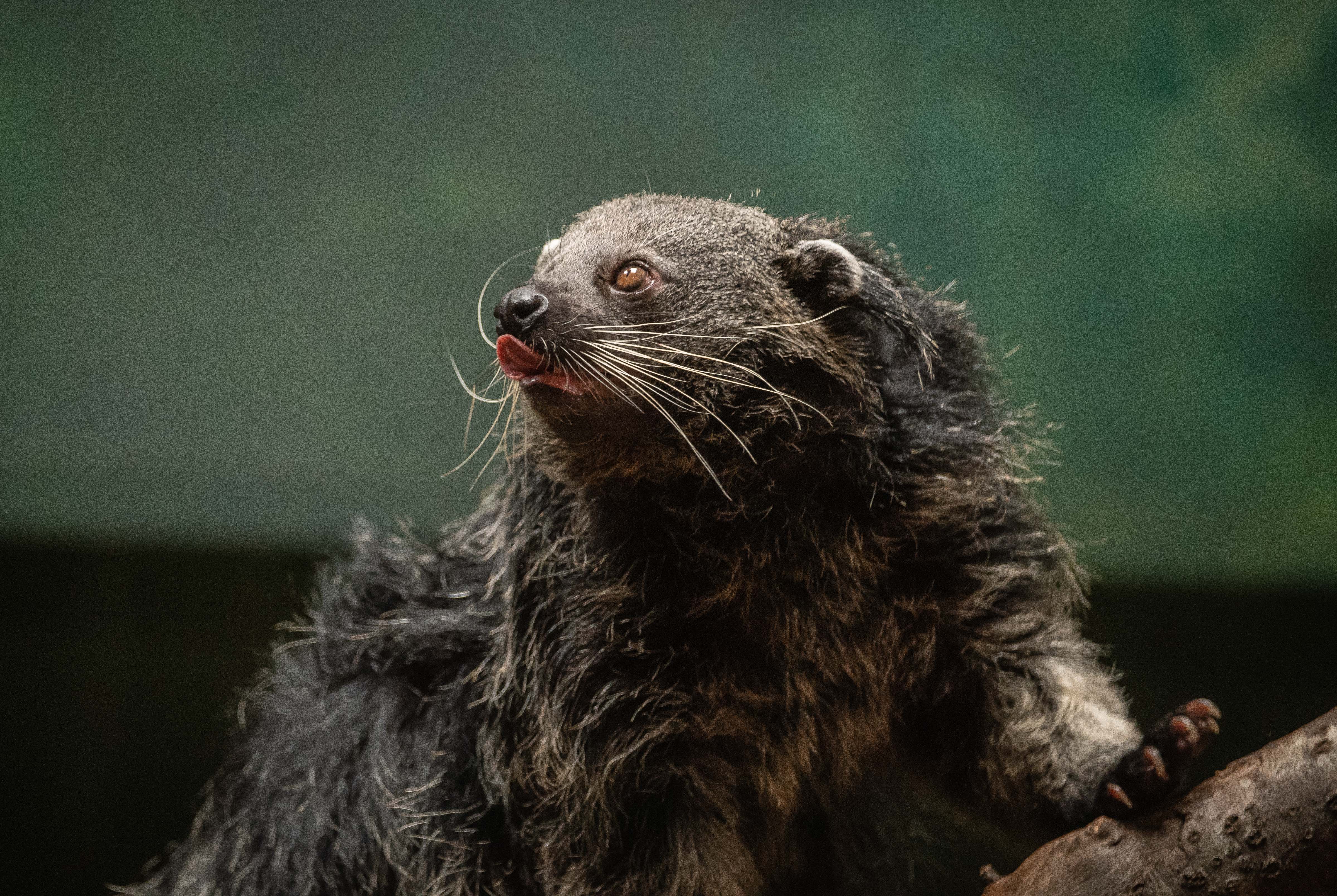 A large, brown binturong with long whiskers and a pink tongue sits on a branch.