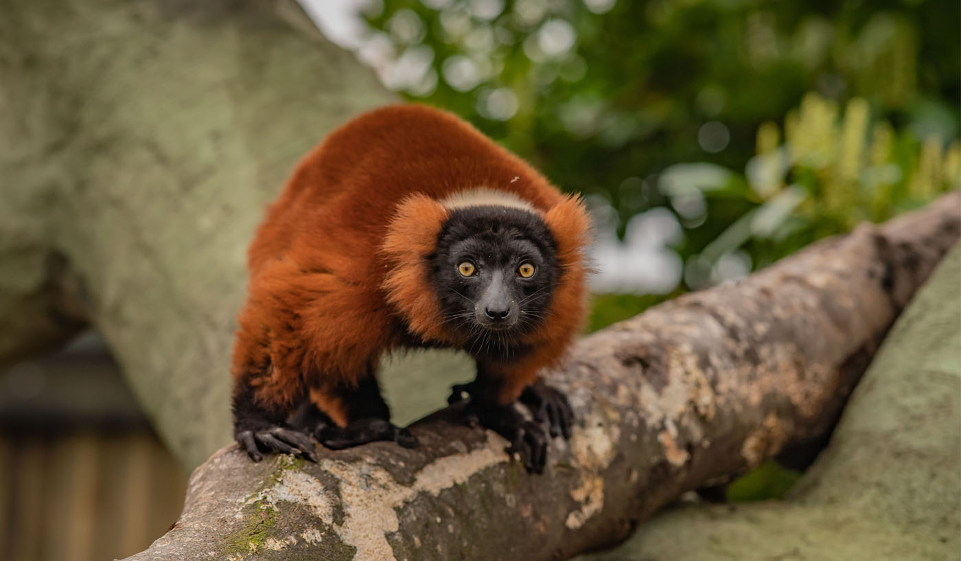 Red-ruffed lemur at Chester Zoo