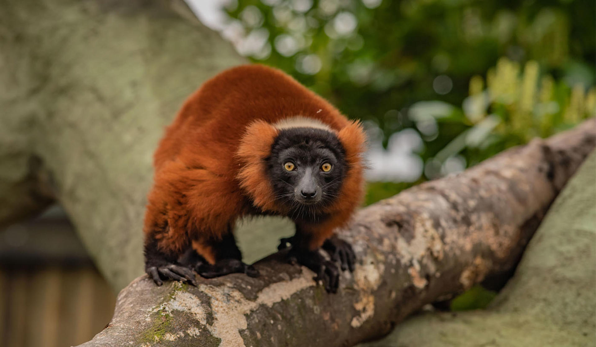 Red-ruffed lemur at Chester Zoo