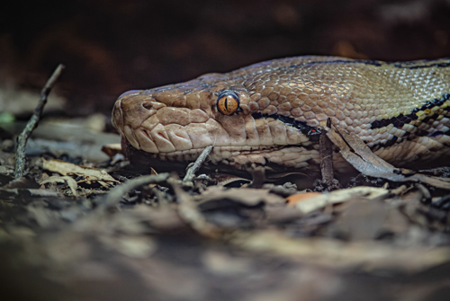 Reticulated Python at Chester Zoo