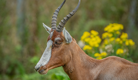 Blesbok, 3