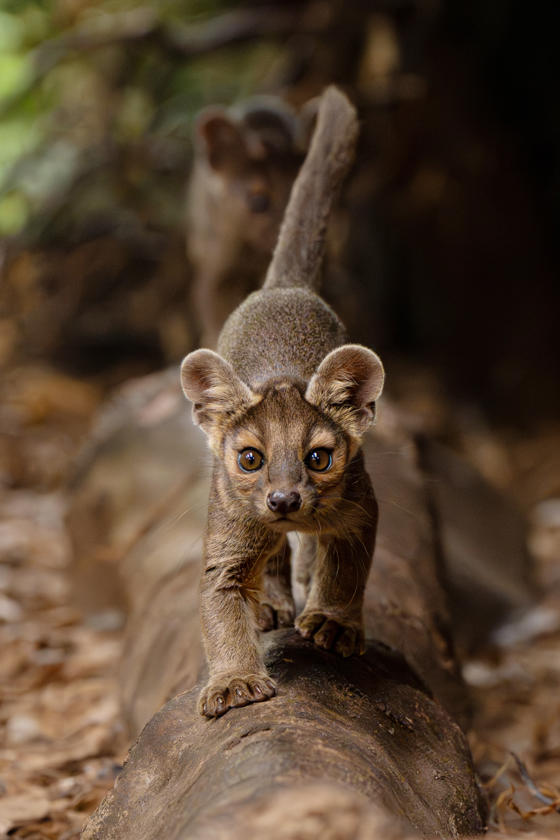 Four Rare Fossa Pups Emerge From Their Den For The First Time At Chester Zoo5