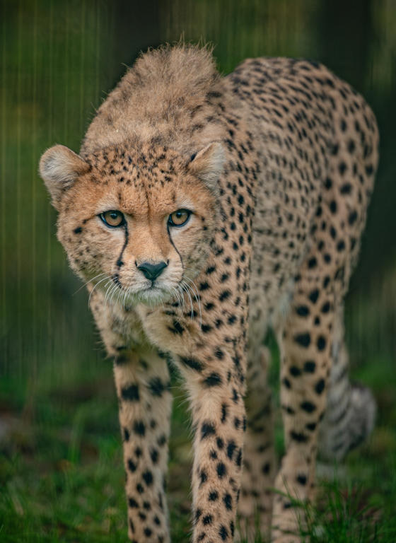 Cheetah Brothers Arrive At Chester Zoo To Help Save Their Species From Extinction 8 2