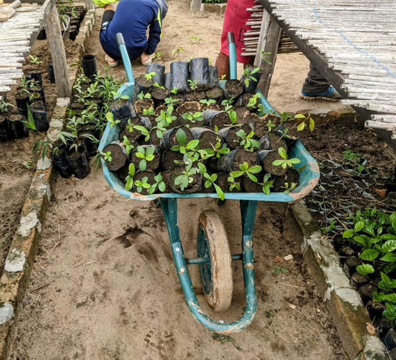 A battered green wheelbarrow full of leafy seedlings waiting to be planted