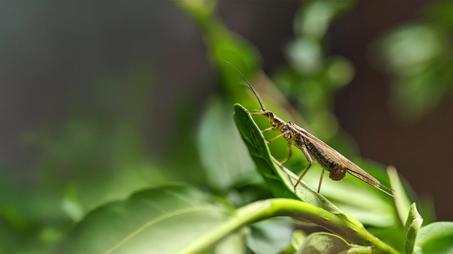 Wienerberger Partnership Invertebrates 4
