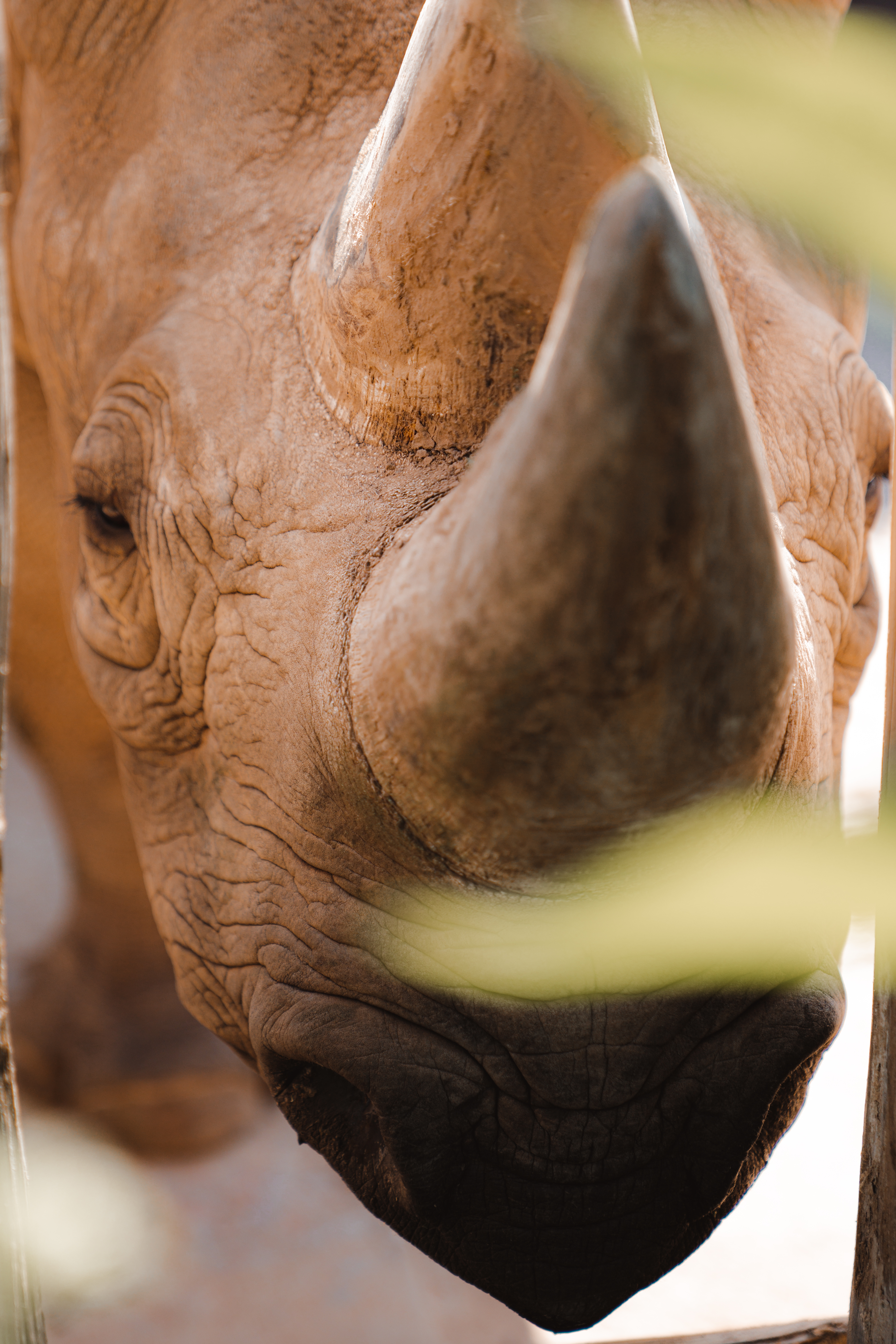 Black Rhino (2)