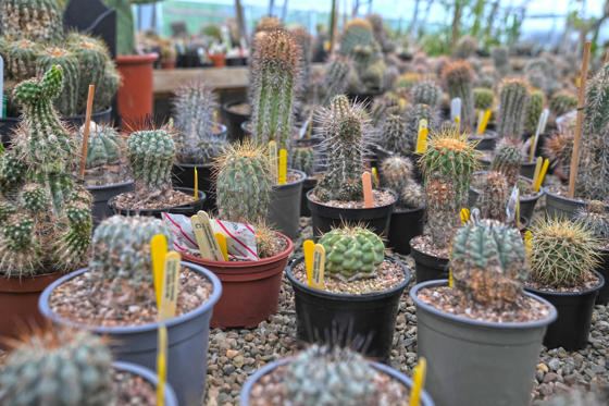 2025 01 Copiapoa Cactus Copyright CZ (5) (1)