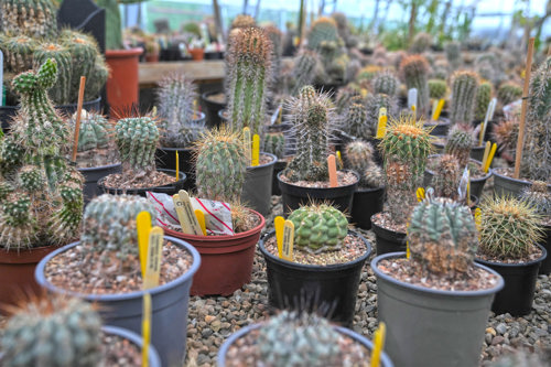 An array of potted copiapoa cactuses in the Plant Project