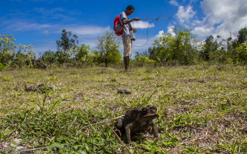 Image shows a researcher with a radio antenna. He's tracking a toad with a radio pack attached to its back