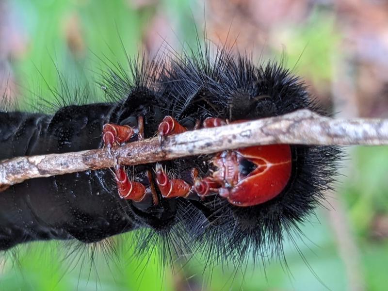 Agnalazaha Caterpillar