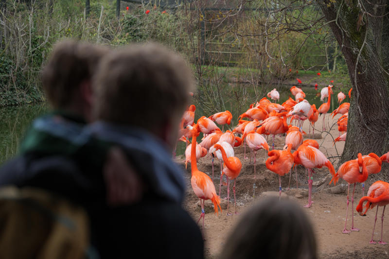 Family Looking At Flamingos (2)