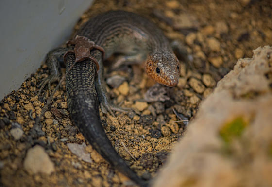 Bermuda Skinks Fitted With Satellite Tracking Belts At Chester Zoo (29)