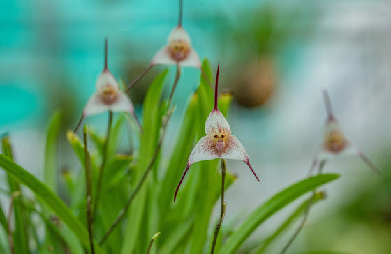 Chester Zoo’S Dracula Orchids Recognised As A Nationally Important Conservation Collection