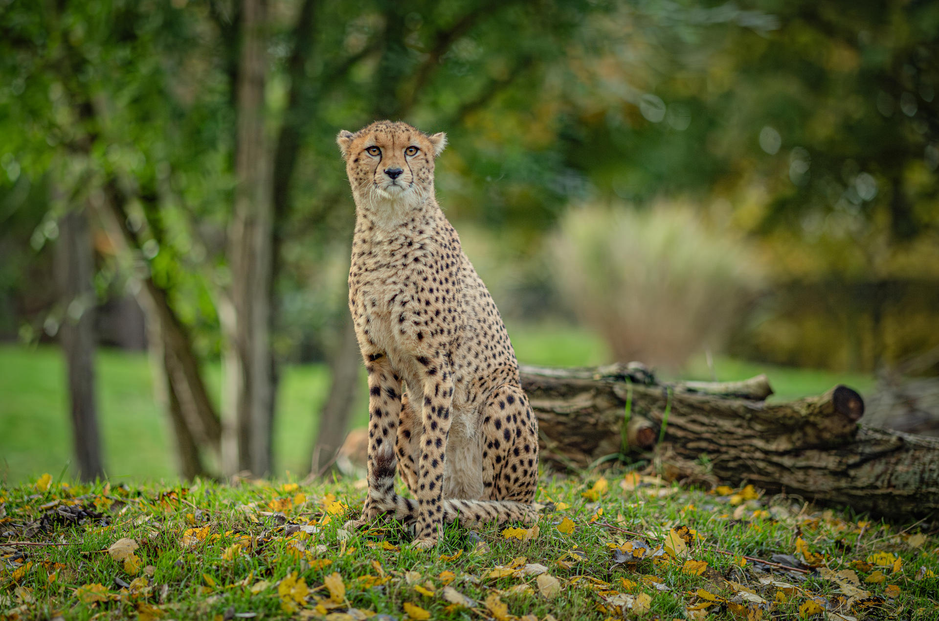 Cheetah Brothers Arrive At Chester Zoo To Help Save Their Species From Extinction 20
