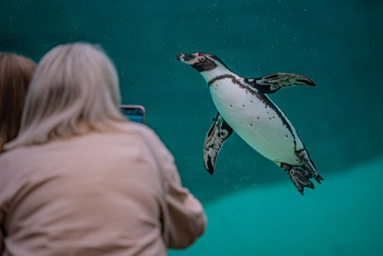 Penguin Breakfast 002