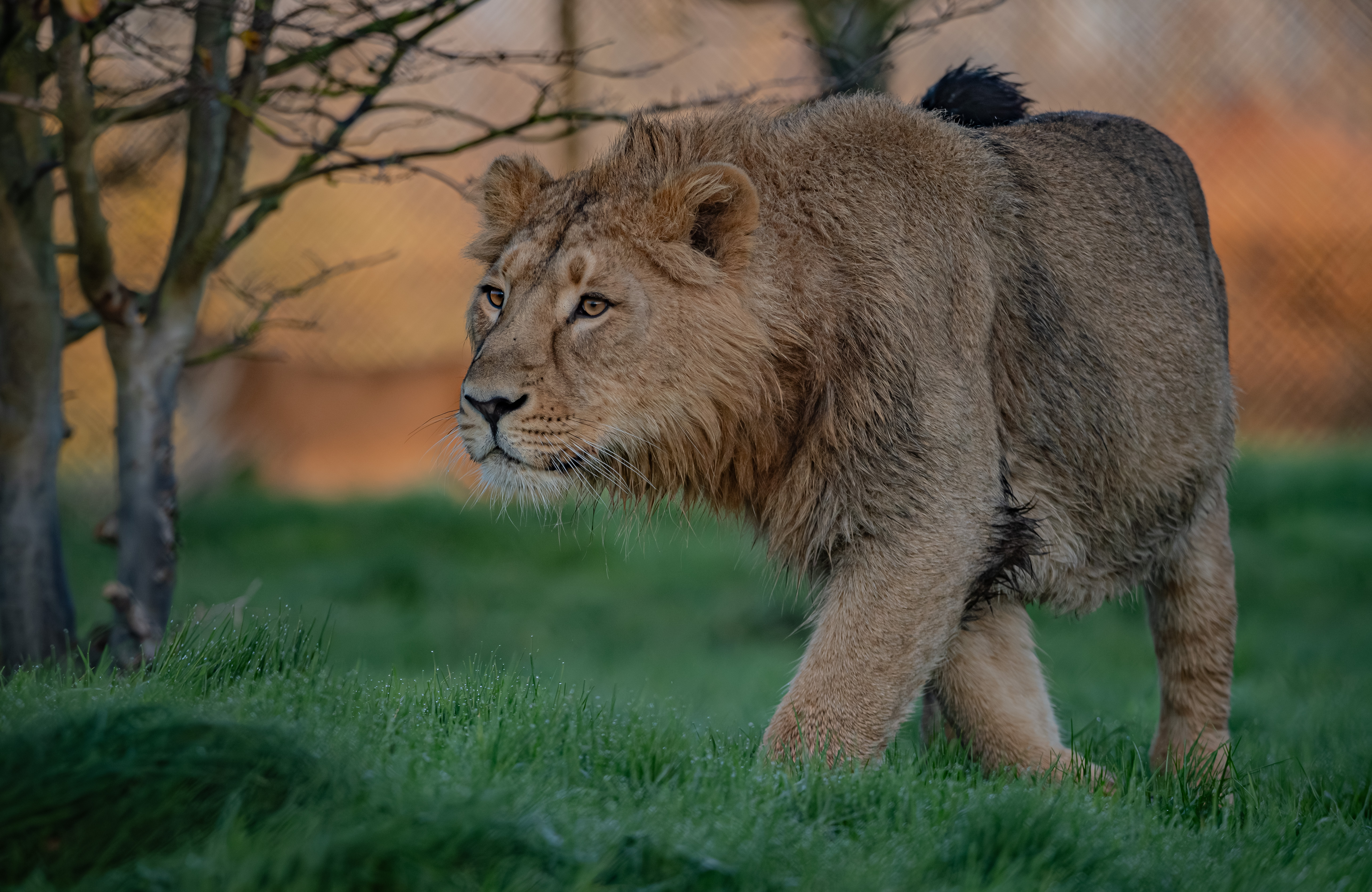 Asiatic lion | Chester Zoo animals