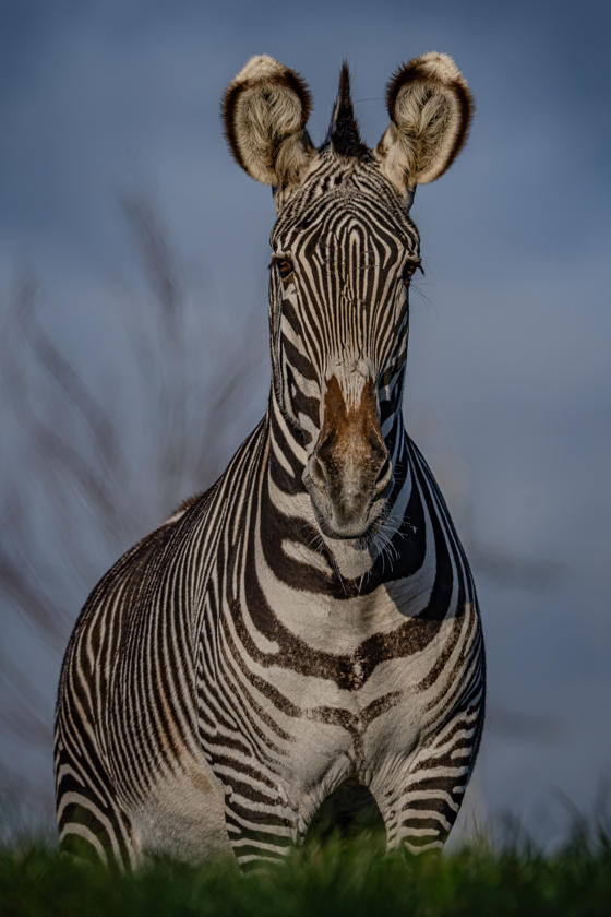 Grevy's Zebra 017