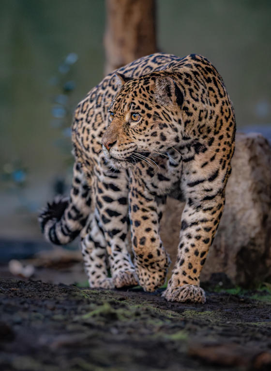 Mother And Son Jaguar Duo Bonita And Remi Explore Their New Retirement Home At Chester Zoo. Pictured Bonita1