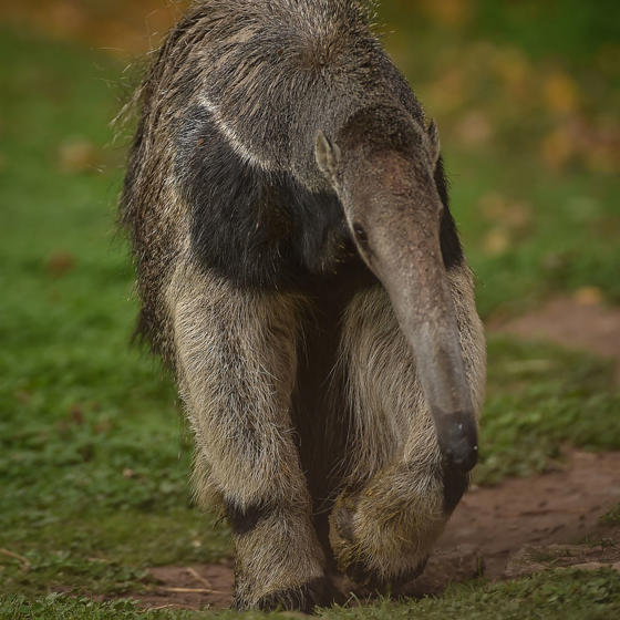Giant Anteater 2