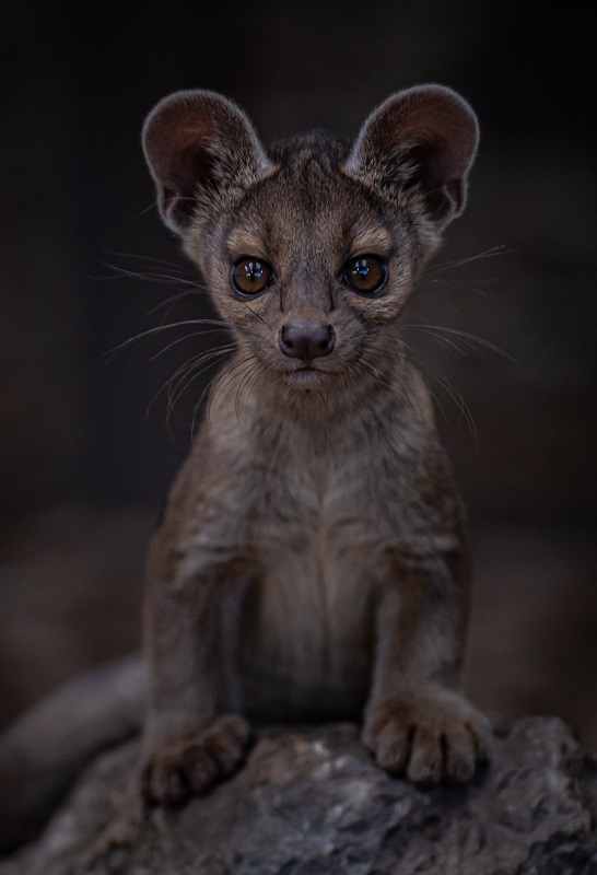 Fossa 5